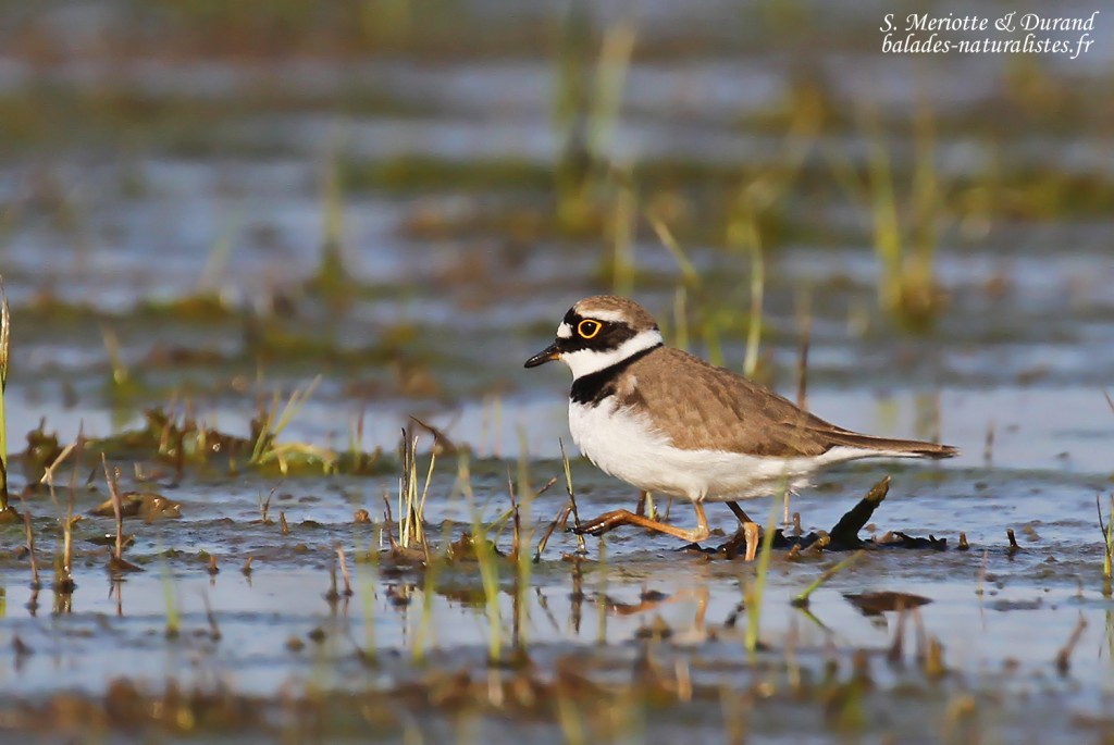 Petit gravelot, Aiguamolls