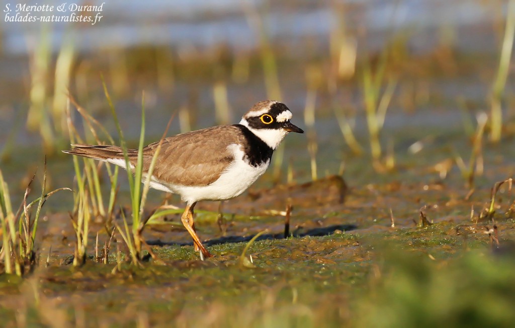 Petit gravelot, Aiguamolls