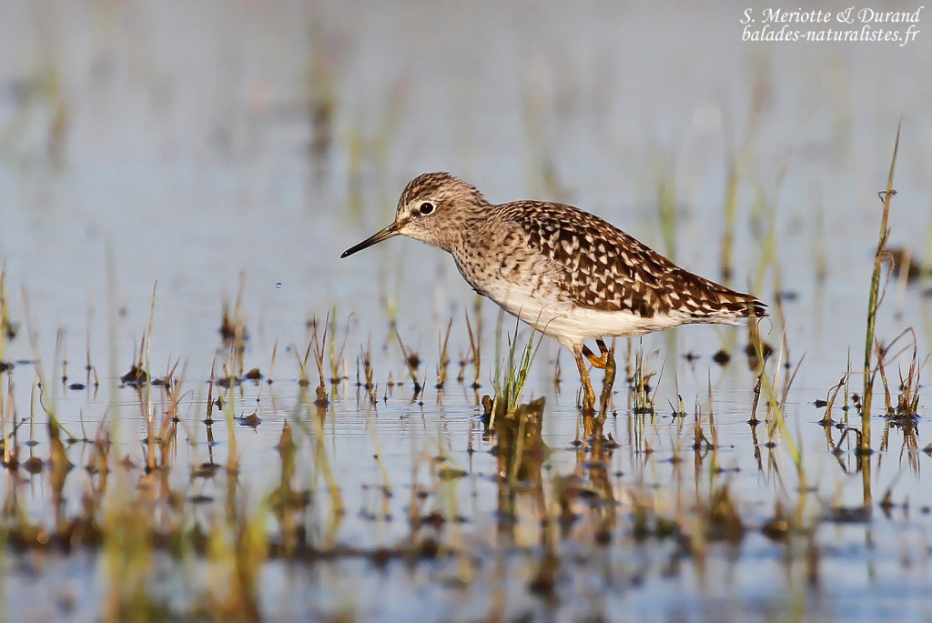 Chevalier sylvain, Aiguamolls