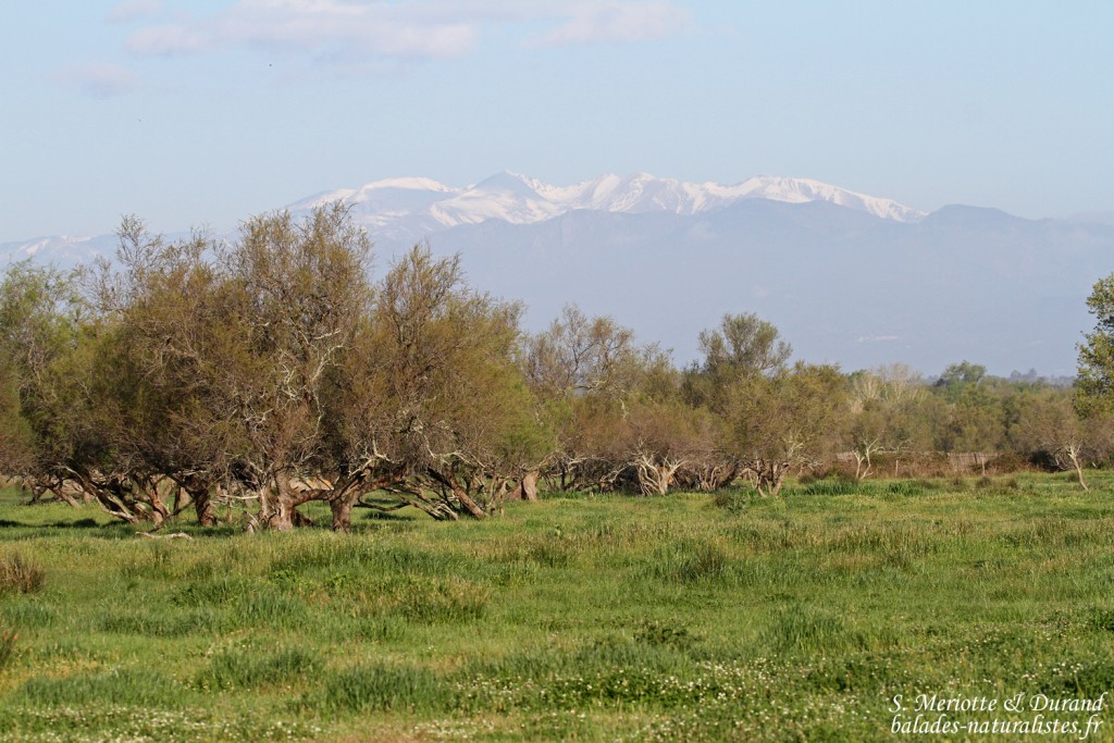 Aiguamolls, prairies de Villaut