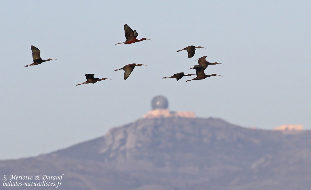 Ibis falcinelle, Aiguamolls