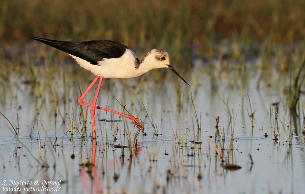 Échasse blanche, Aiguamolls