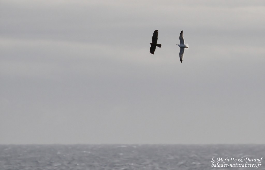 Busard des roseaux en migration et Goéland leucophée, Cap de Creus