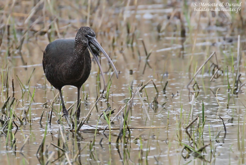 Ibis falcinelle, Aiguamolls