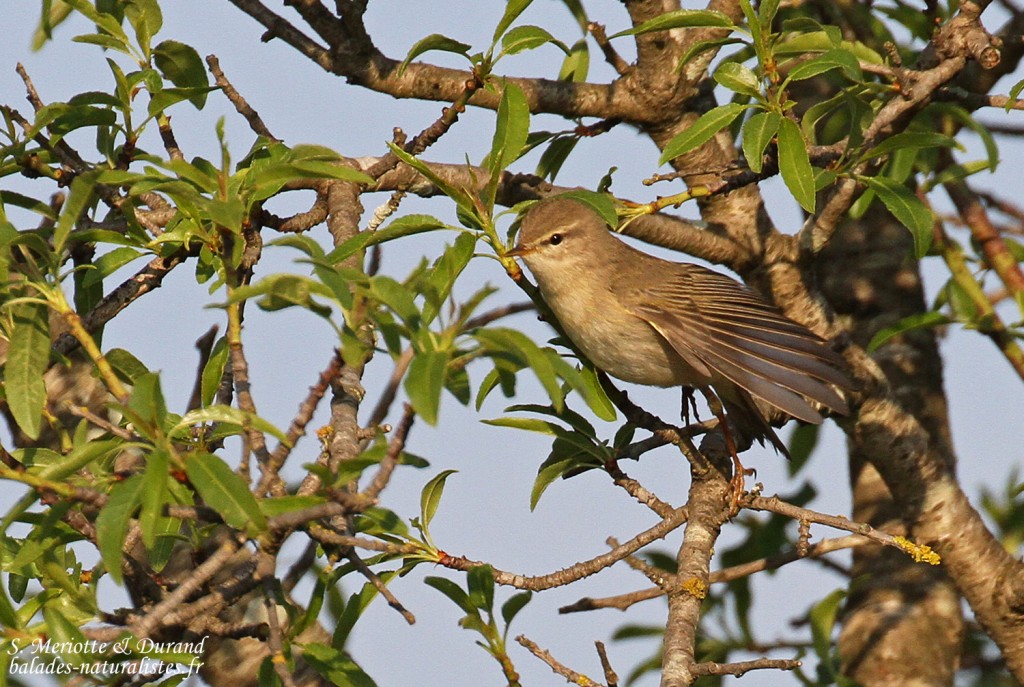 Pouillot fitis, Aiguamolls