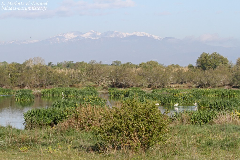 Aiguamolls, prairies de Villaut
