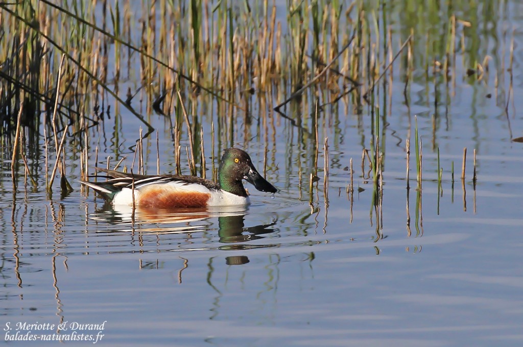 Canard souchet, Aiguamolls
