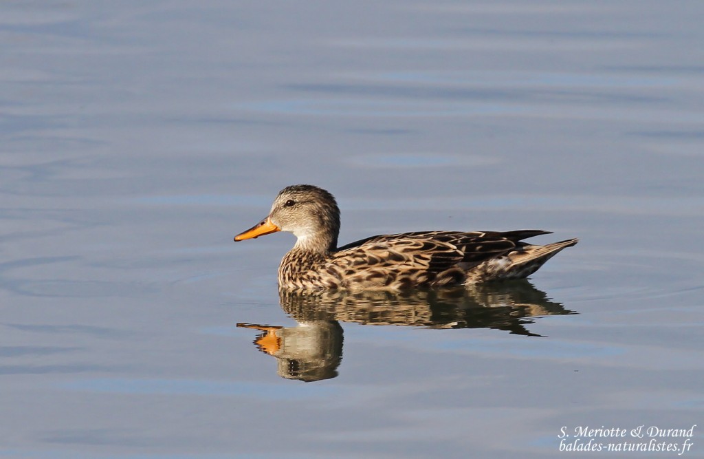Canard chipeau femelle, Aiguamolls