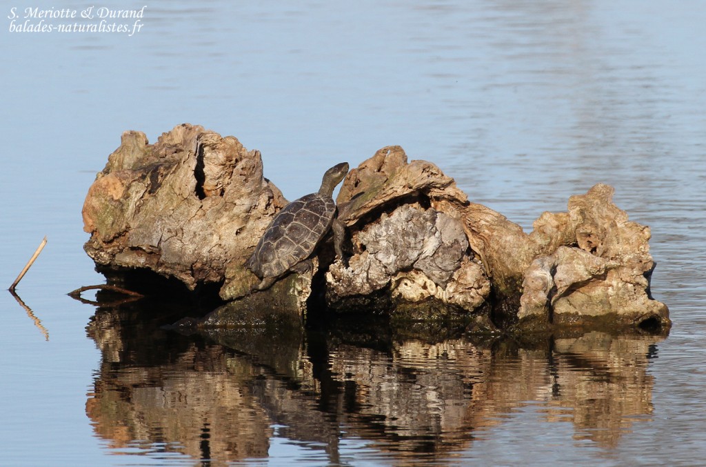 Emyde lépreuse, Aiguamolls