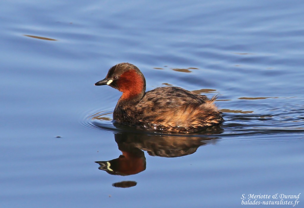 Grèbe castagneux, Aiguamolls