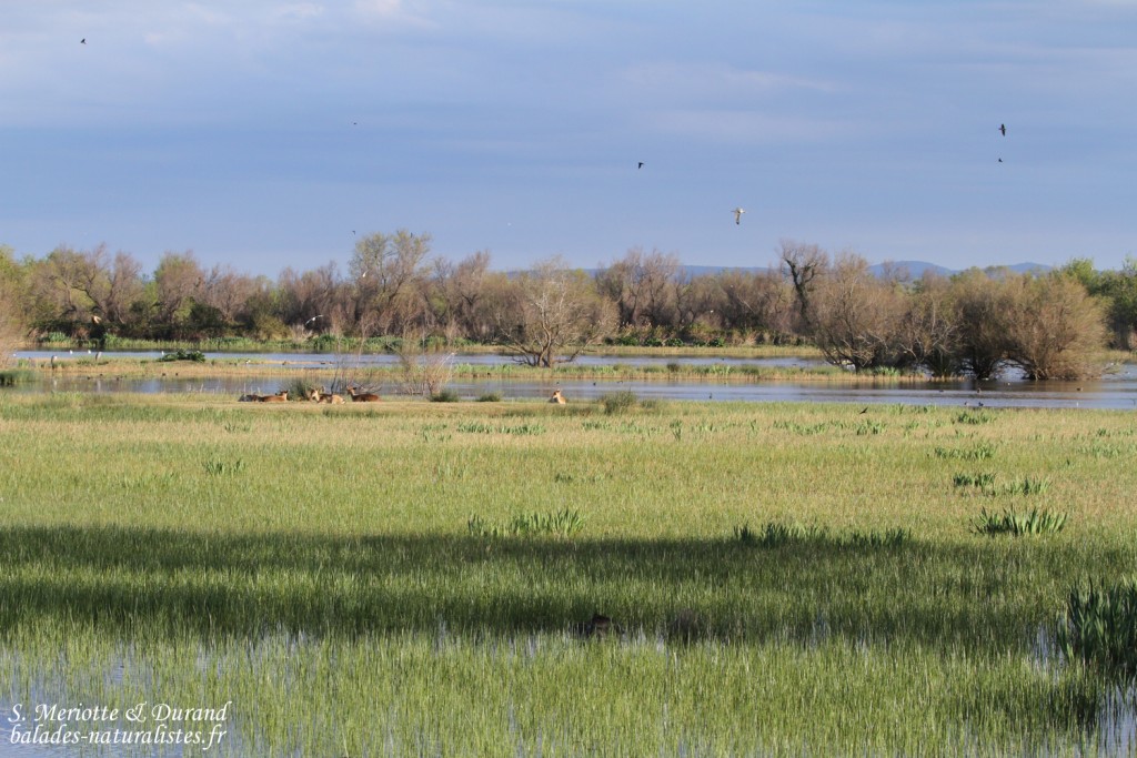Le Cortalet, Aiguamolls