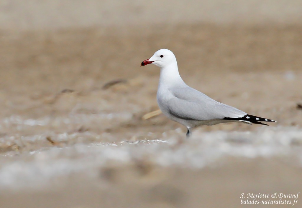 Goéland d'Audouin, Aiguamolls