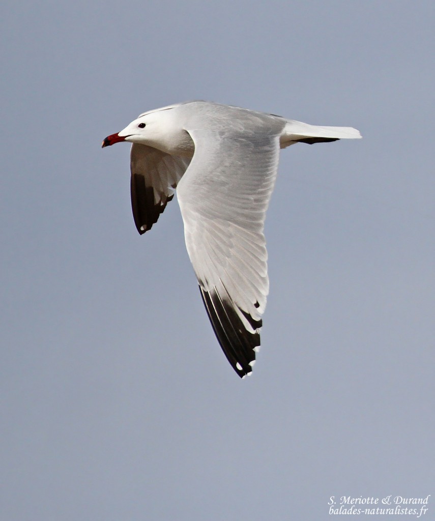 Goéland d'Audouin, Aiguamolls