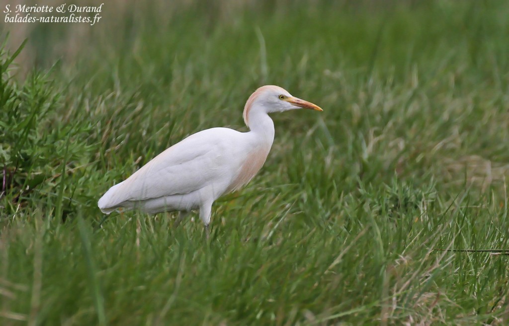 Héron garde-boeuf, Aiguamolls