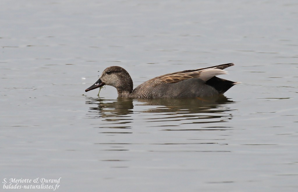 Canard chipeau, Aiguamolls