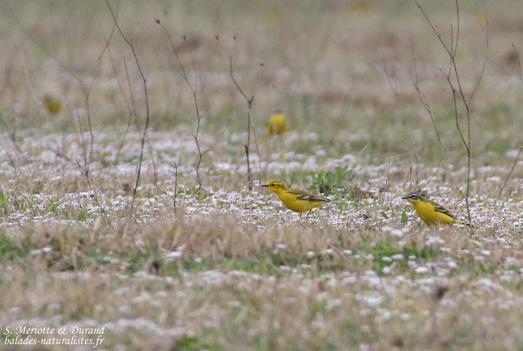 Bergeronnettes printanières, à gauche 1 flavissima, Aiguamolls