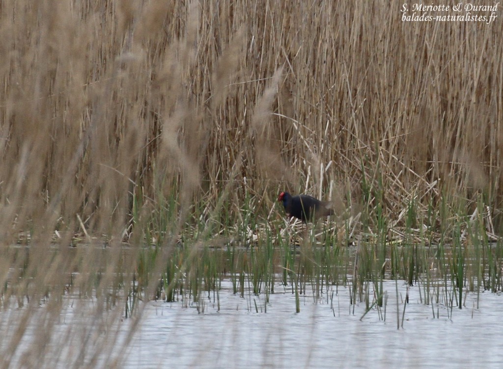 Talève sultane, Aiguamolls