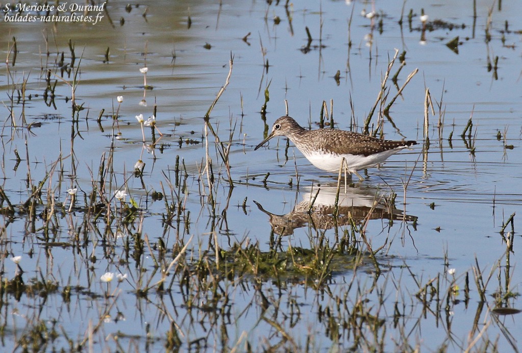 Chevalier culblanc, Aiguamolls, prairies de Villaut