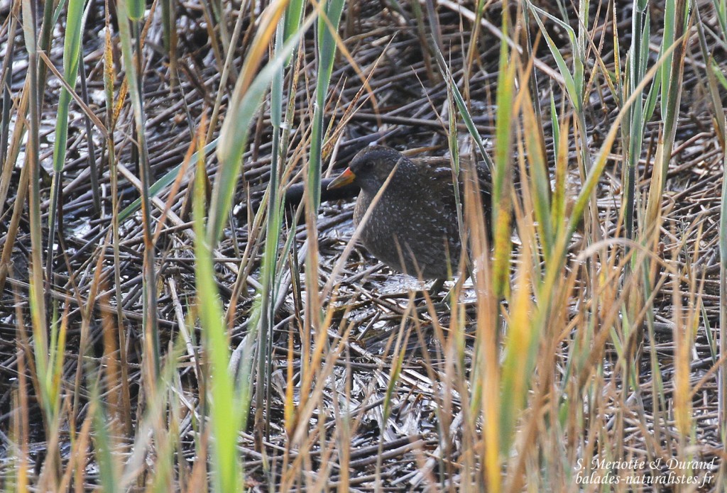 Marouette ponctuée, Aiguamolls