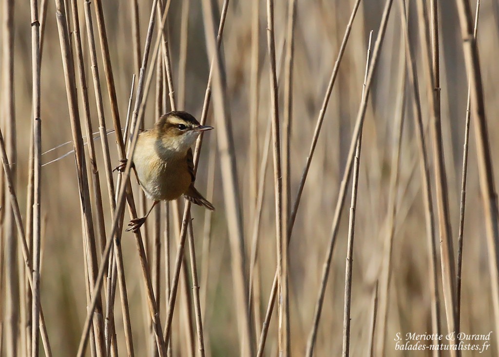 Phragmite des joncs, Aiguamolls