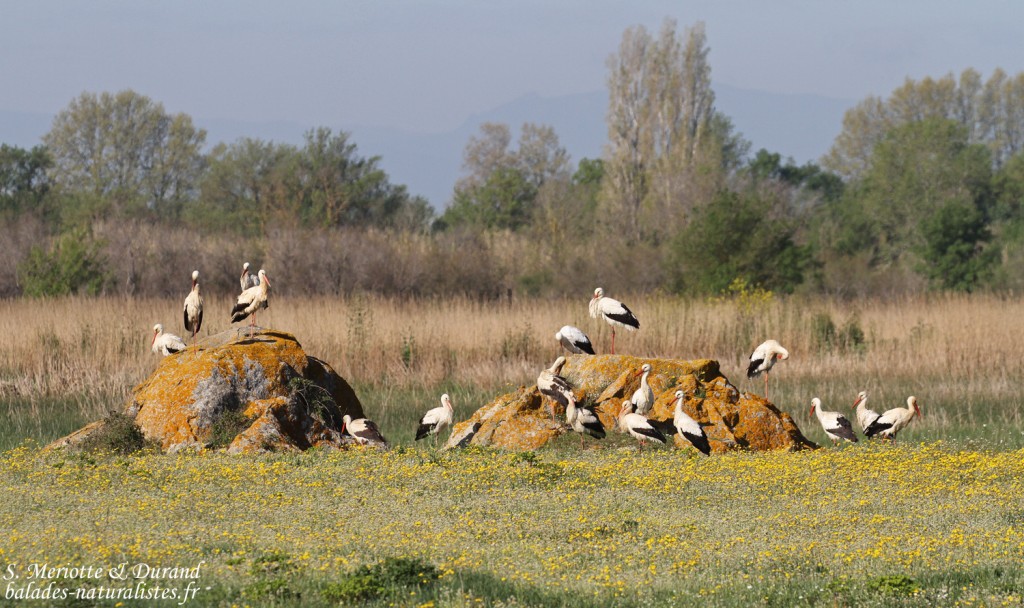 Cigognes blanches, Aiguamolls, prairies de Villaut