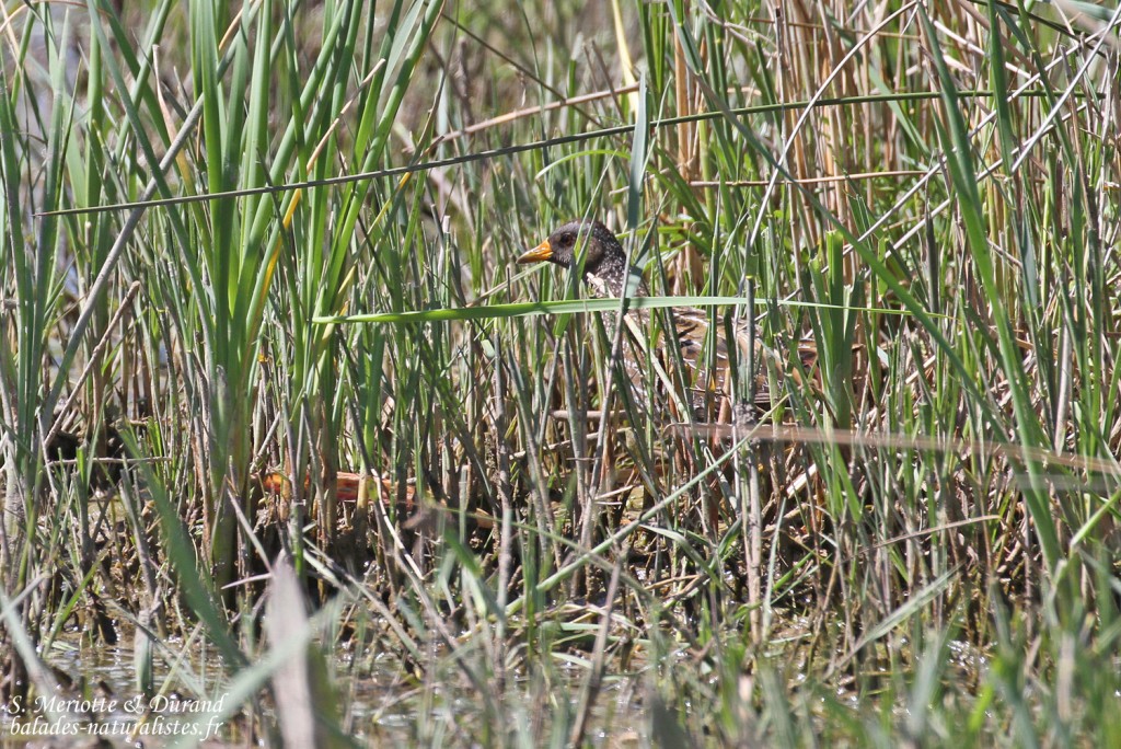 Marouette ponctuée, El Mata