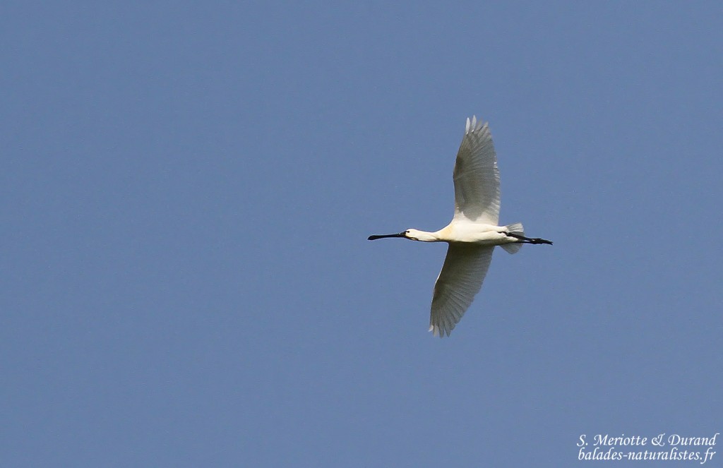 Spatule blanche, Aiguamolls