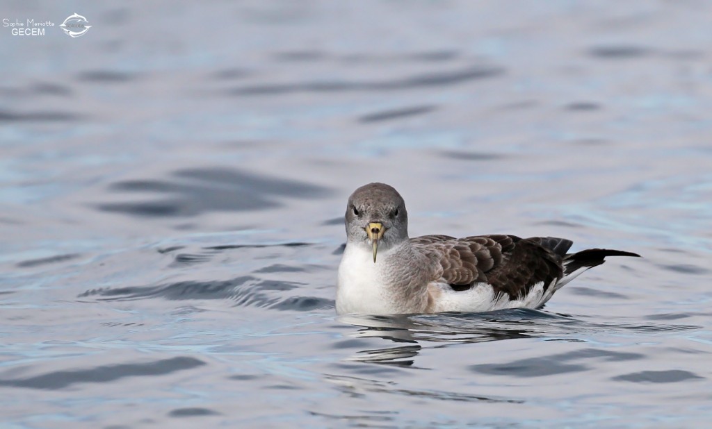 Puffin cendré au large de la Grande-Motte, 19 mars 2016