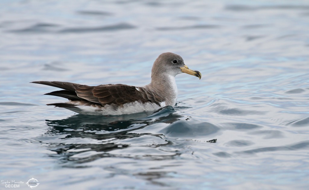 Puffin cendré au large de la Grande-Motte, 19 mars 2016