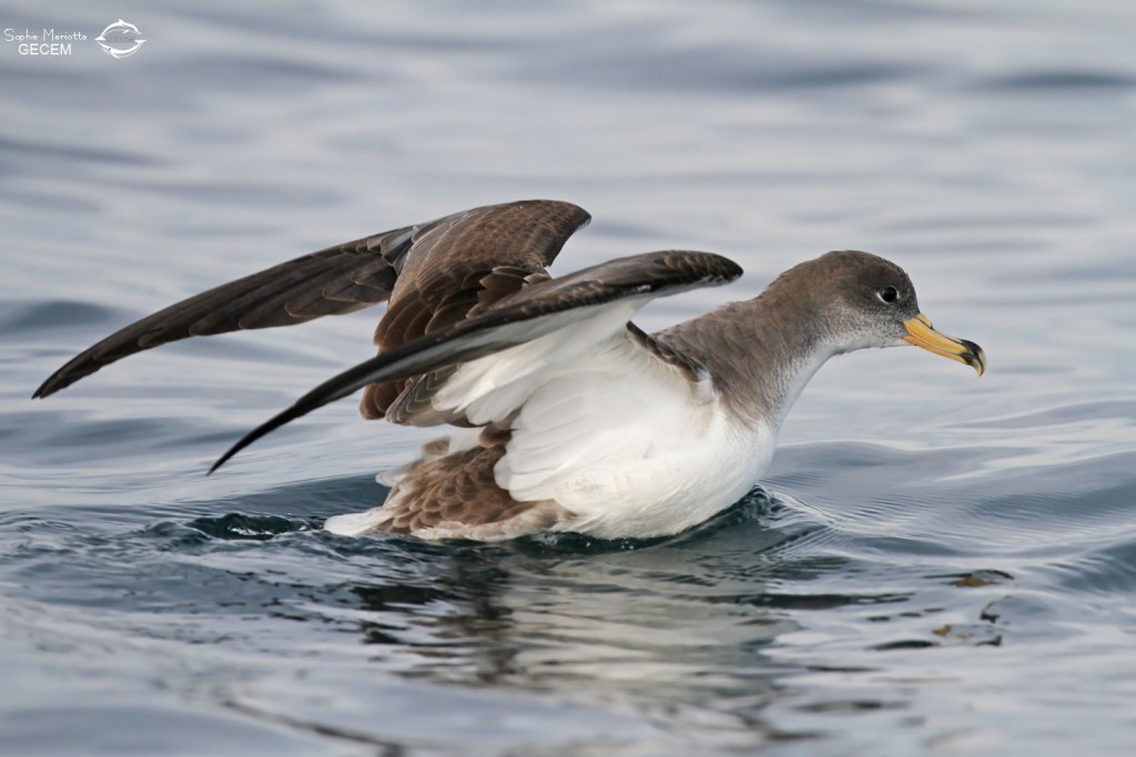 Puffin cendré au large de la Grande-Motte, 19 mars 2016
