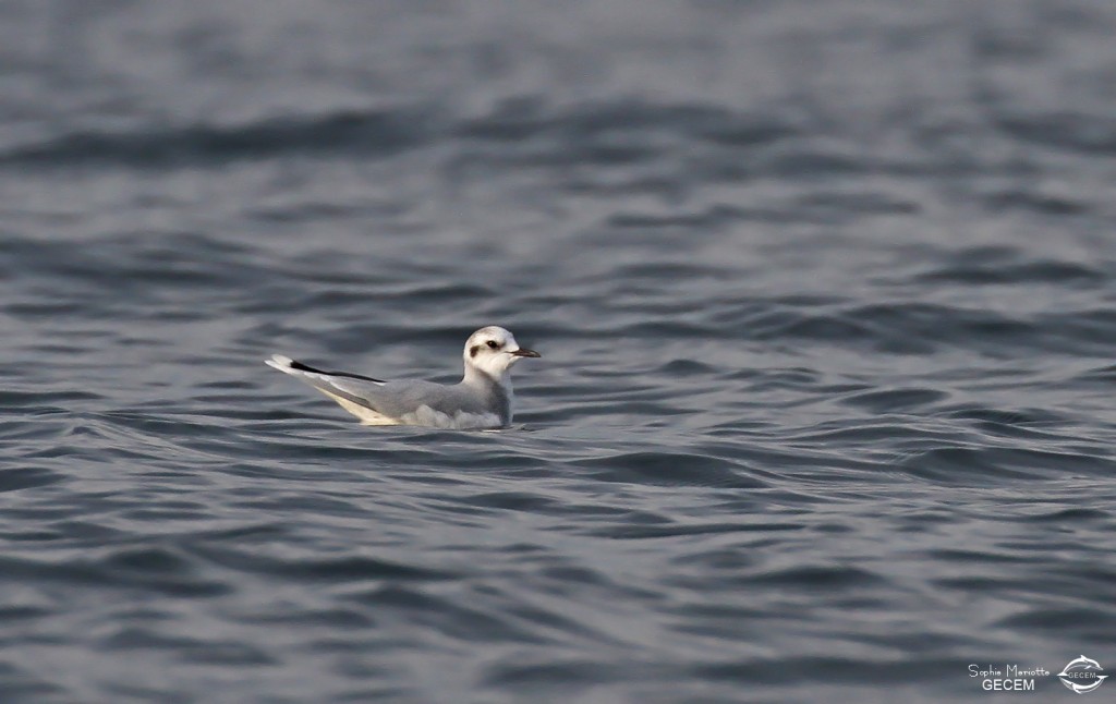 Mouette pygmée au large de la Grande-Motte, 19 mars 2016