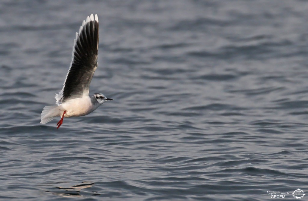 Mouette pygmée au large de la Grande-Motte, 19 mars 2016