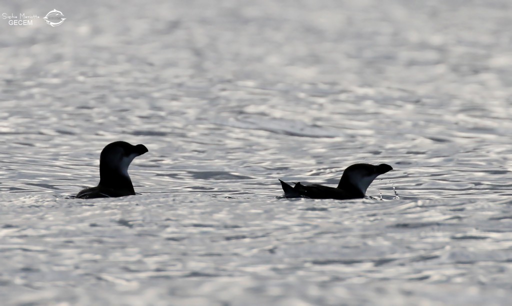 Pingouins tordas au large de la Grande-Motte, 19 mars 2016