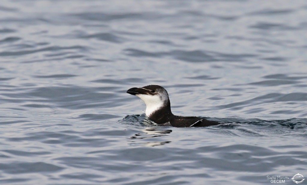 Pingouin torda au large de la Grande-Motte, 19 mars 2016