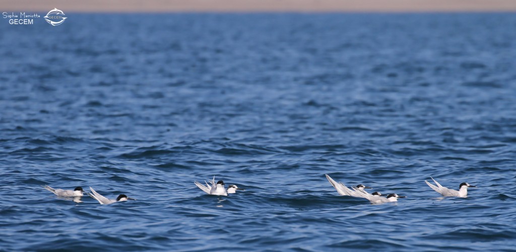 Sternes caugeks au large de la Grande-Motte, 19 mars 2016