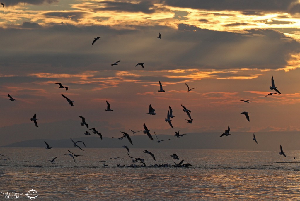 Au large de la Grande-Motte, 19 mars 2016