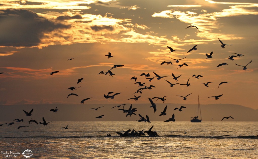 Au large de la Grande-Motte, 19 mars 2016