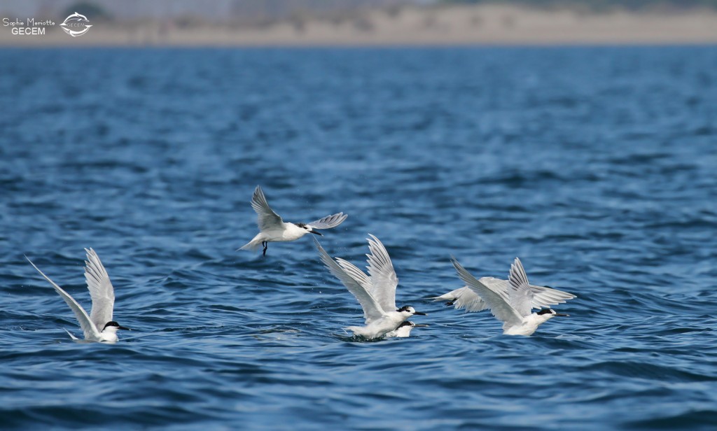 Sternes caugeks au large de la Grande-Motte, 19 mars 2016