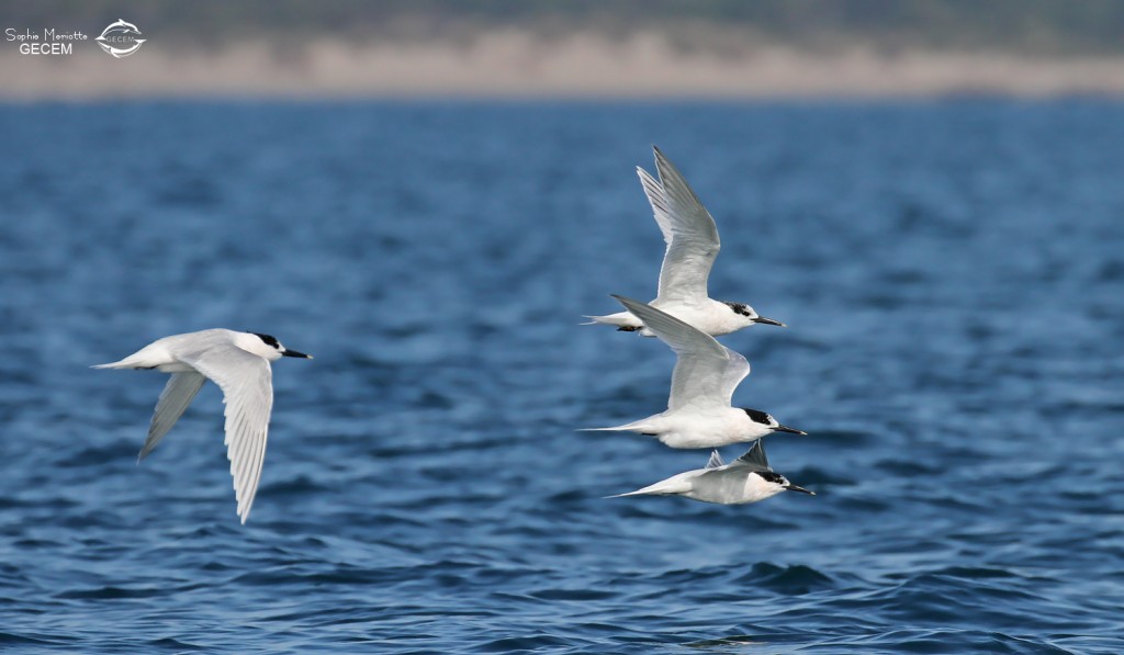Sternes caugeks au large de la Grande-Motte, 19 mars 2016