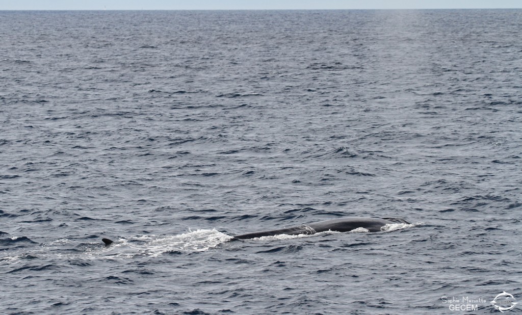 Rorqual commun au large de Sanary