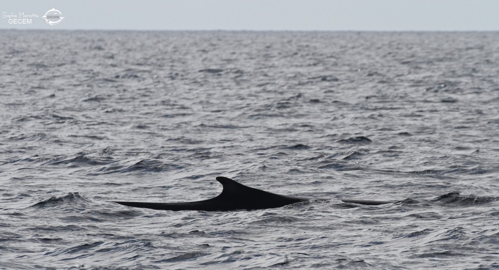 Rorqual commun au large de Sanary