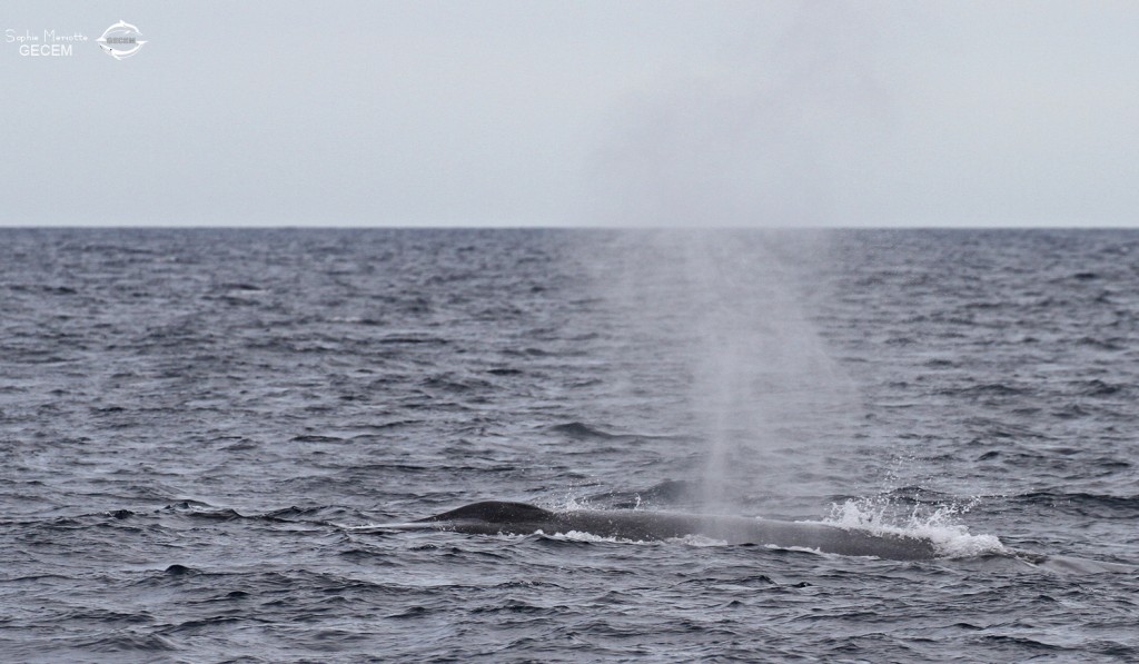 Rorqual commun au large de Sanary