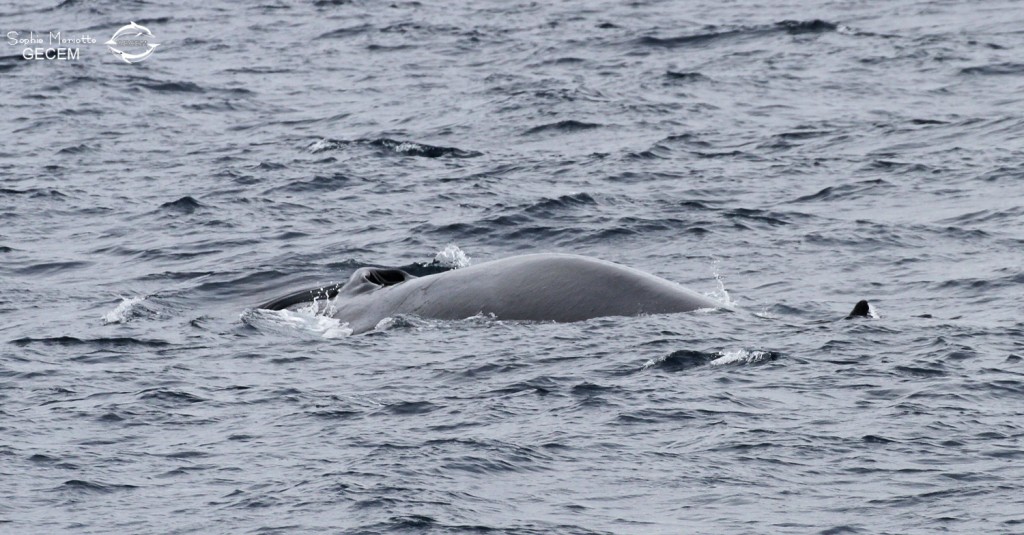 Rorqual commun au large de Sanary