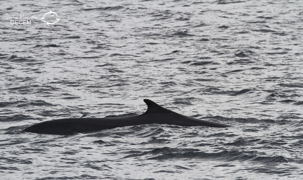 Rorqual commun au large de Sanary