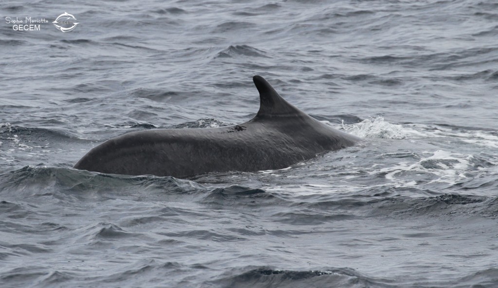 Rorqual commun au large de Sanary