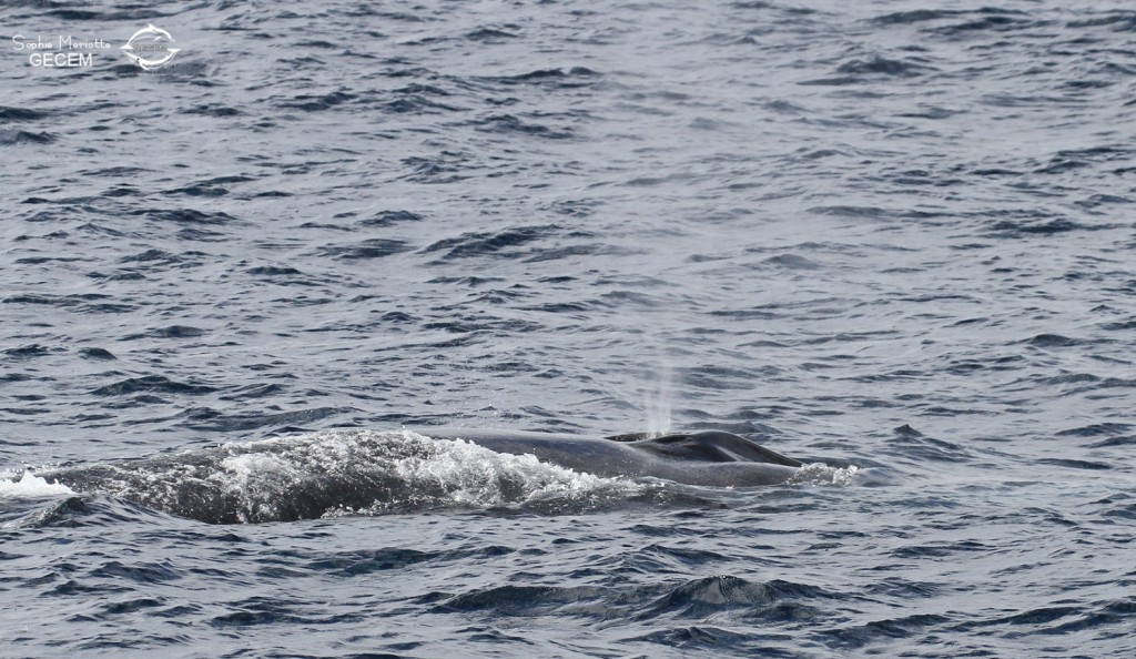 Rorqual commun au large de Sanary