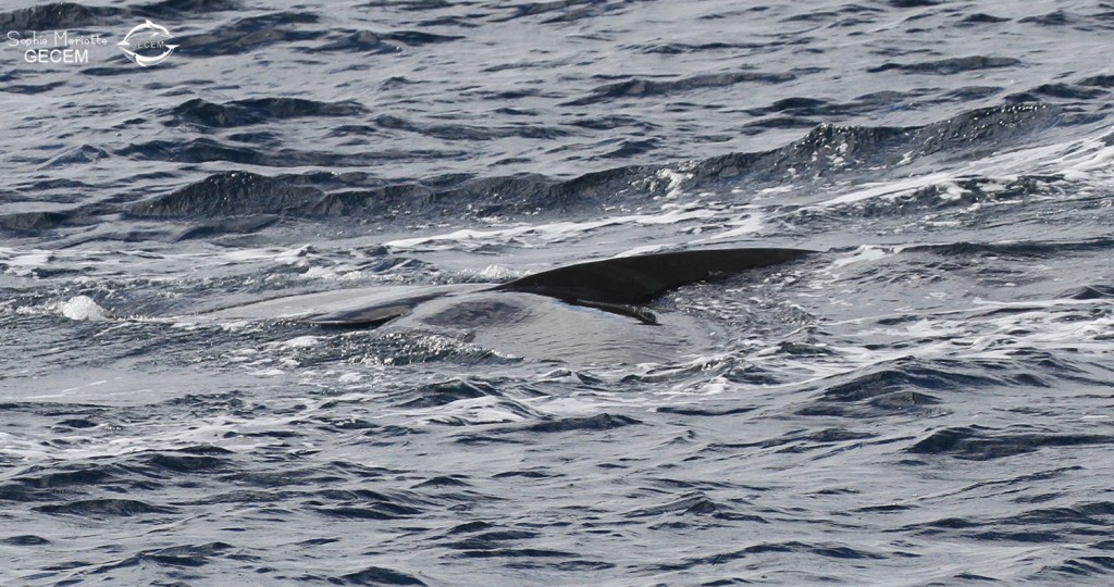 Rorqual commun au large de Sanary