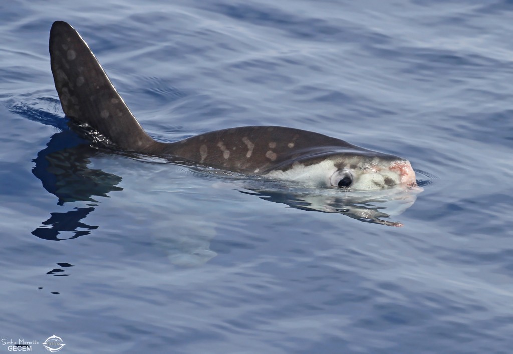 Poisson lune au large de Sanary