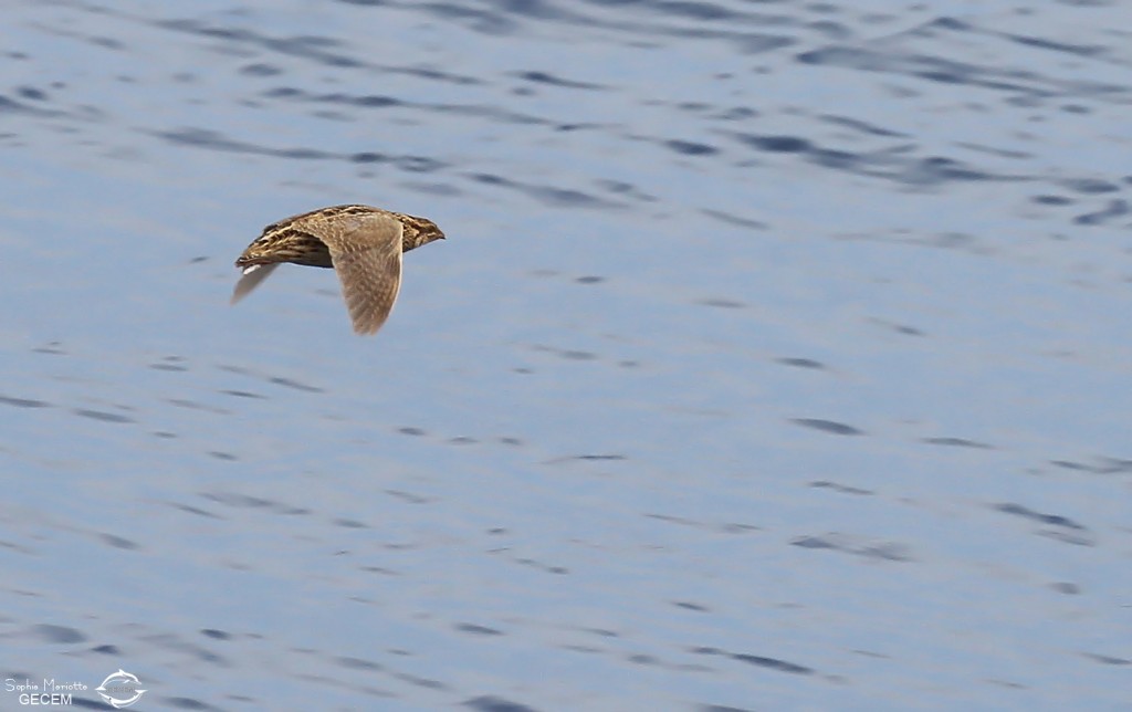 Caille des blés au large de Sanary