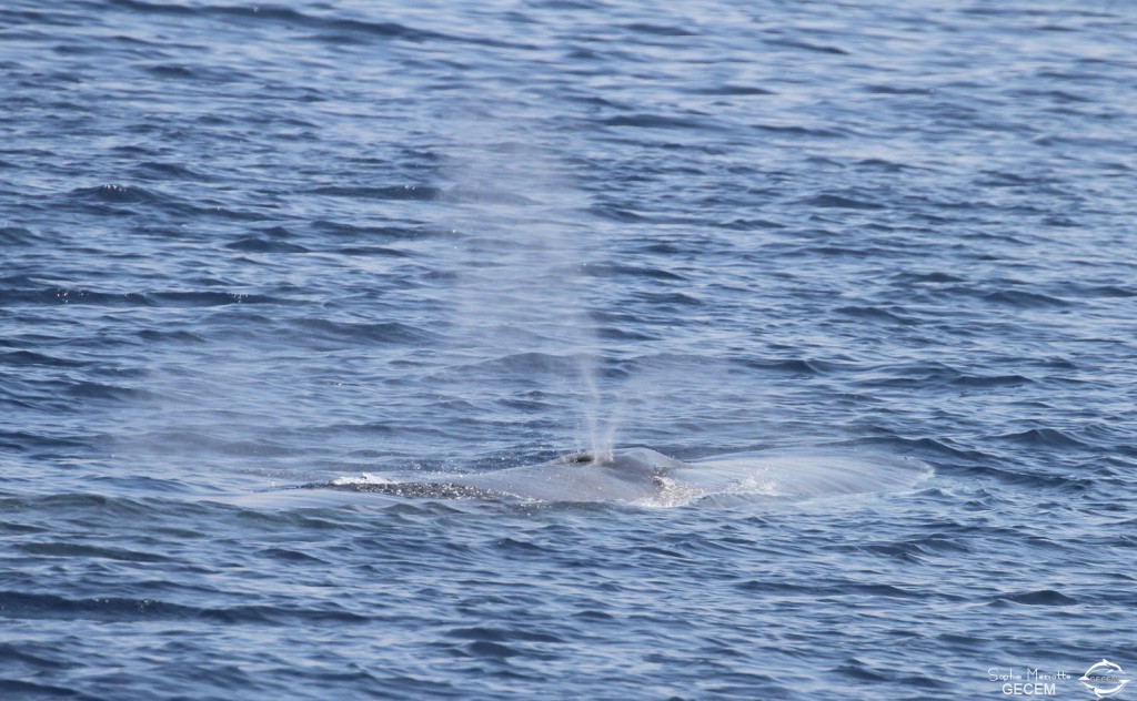 Rorqual commun Poisson lune